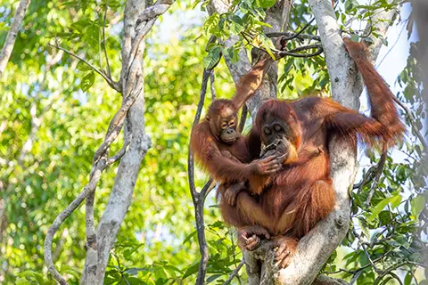 Orang-outan adulte tenant un petit dans les branches d’un arbre.