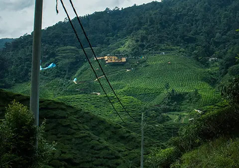 Chemin à travers des plantations de thé et des collines vertes.