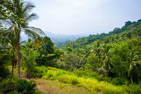 Photo d'une jungle à perte de vue