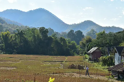 Campagne avec rizières
