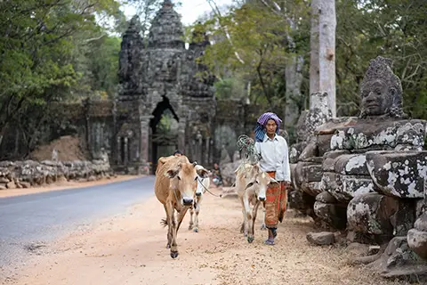 Personne menant une vache sur une route au milieu de temples